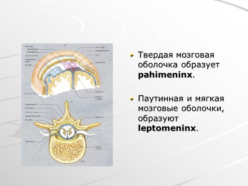 Твердая мозговая оболочка образует pahimeninx.  Паутинная и мягкая мозговые оболочки, образуют leptomeninx.